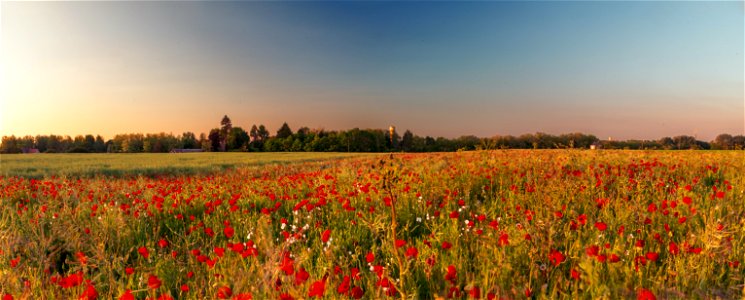 ce soir là , je courais derrière le soleil , pour grignoter une infime partie de chaleur et de couleurs ,qui m'avaient tant manquées pendant ces huit dernières semaines...et au passage je rencontrai l