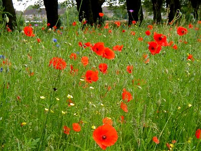Corn poppies (Papaver rhoeas) growing in long grass.