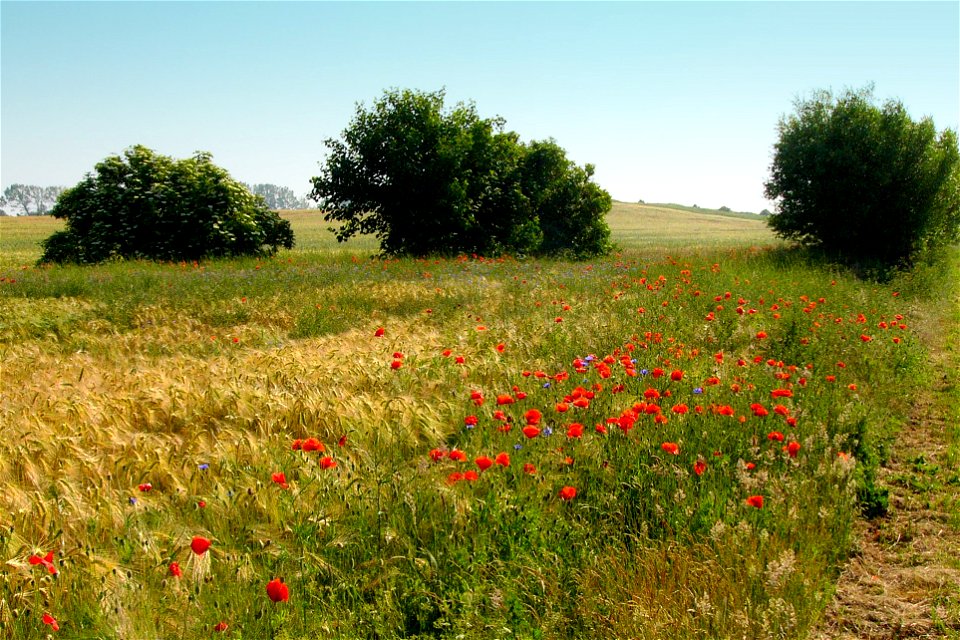 Landscape in Fischland, Mecklenburg-Vorpommern in Germany.