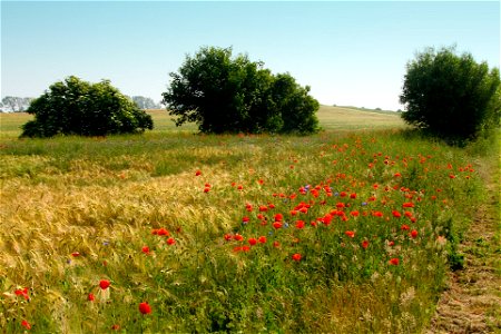 Landscape in Fischland, Mecklenburg-Vorpommern in Germany.