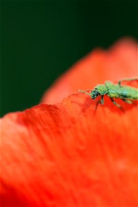Insecte vert sur coquelicot