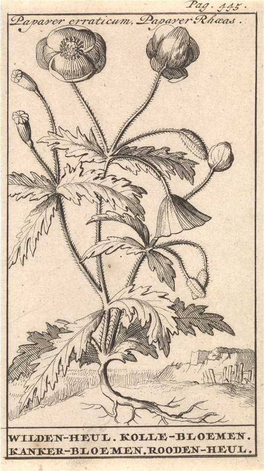 IdentificatieTitel(s): KlaproosPapaver erraticum, Papaver Rhoeas / Wilden-heul. Kolle-bloemen. Kanker-bloemen. Rooden-heul (titel op object)Objecttype: prent boekillustratie Objectnummer: RP-P-1896-A-