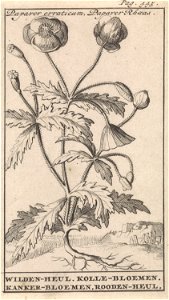 IdentificatieTitel(s): KlaproosPapaver erraticum, Papaver Rhoeas / Wilden-heul. Kolle-bloemen. Kanker-bloemen. Rooden-heul (titel op object)Objecttype: prent boekillustratie Objectnummer: RP-P-1896-A-