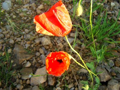 Papaver rhoeas L. (Mak Polny in Polish) - Meadow in Poland (late afternoon) photo