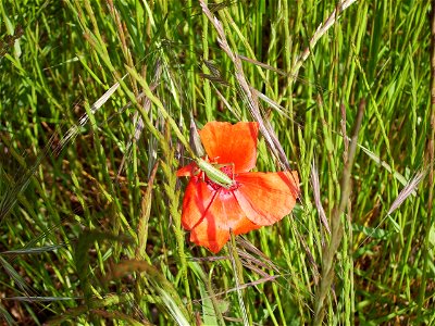 Image:meadow_12_maig__2006_036.jpg

unidentificated insect in a meadow in serra de castelltallat,Catalonia