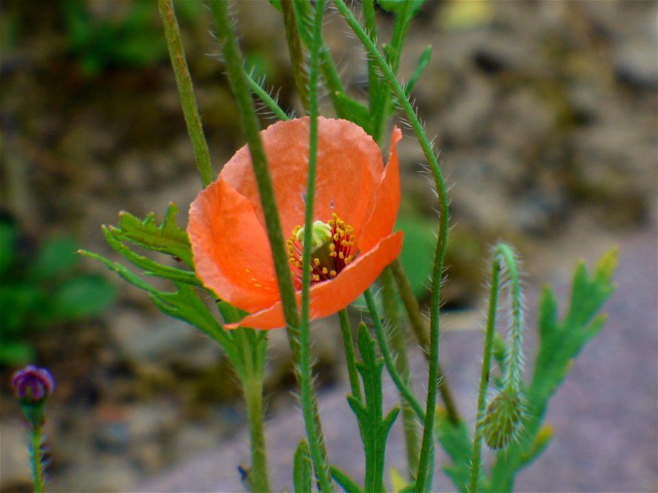 Mohnblume, Klatschmohn (Papaver rhoeas)