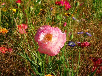 Papaver photo