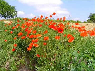 Coquelicot ("Red Poppy" in French). Village of Nizas, department of Harault, Languedoc, France. photo