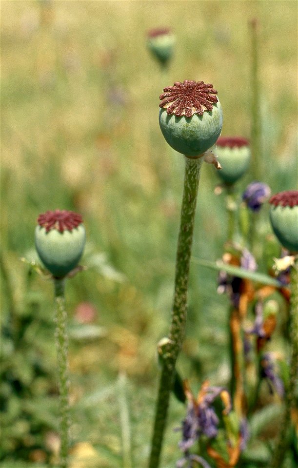 Papaver orientale, Kiev, Ukraine, national botanical garden