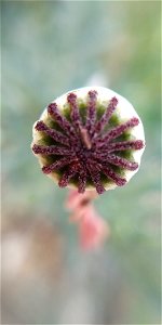 common poppy (Papaver rhoeas)