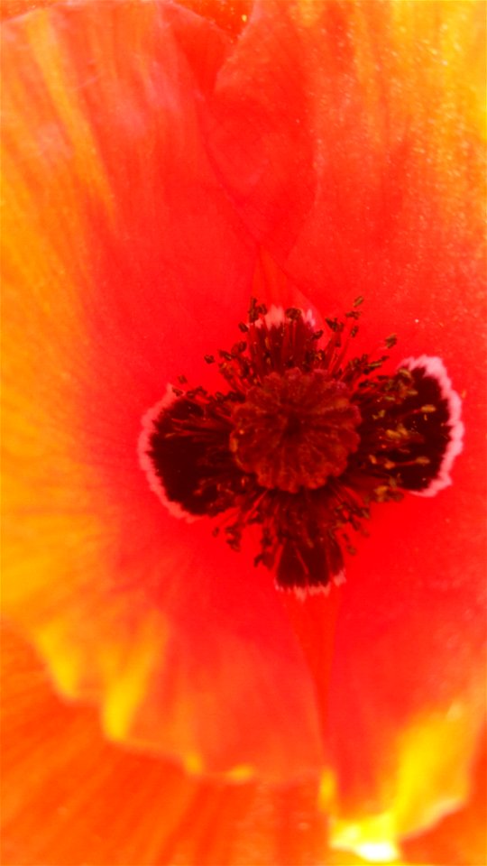 common poppy (Papaver rhoeas)