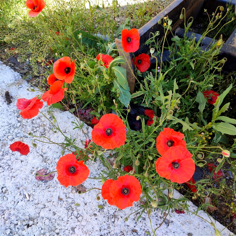 common poppy (Papaver rhoeas)