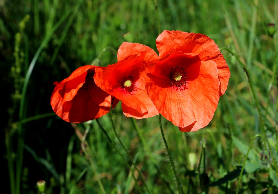 Field poppy (Papaver rhoeas). Ukraine, Vinnytsia Oblast, Vinnytsia Raion.