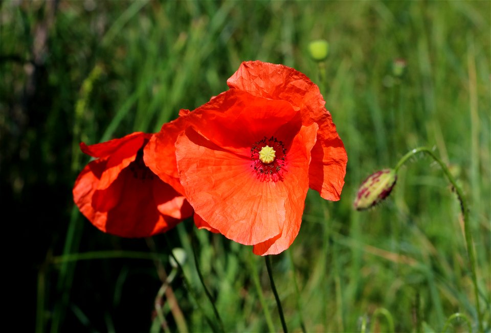 Field poppy (Papaver rhoeas). Ukraine, Vinnytsia Oblast, Vinnytsia Raion.