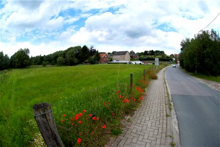 Corn Poppy, Field Poppy, Flanders Poppy, or Red Poppy (Papaver rhoeas). Photo taken in Huldenberg, Belgium photo