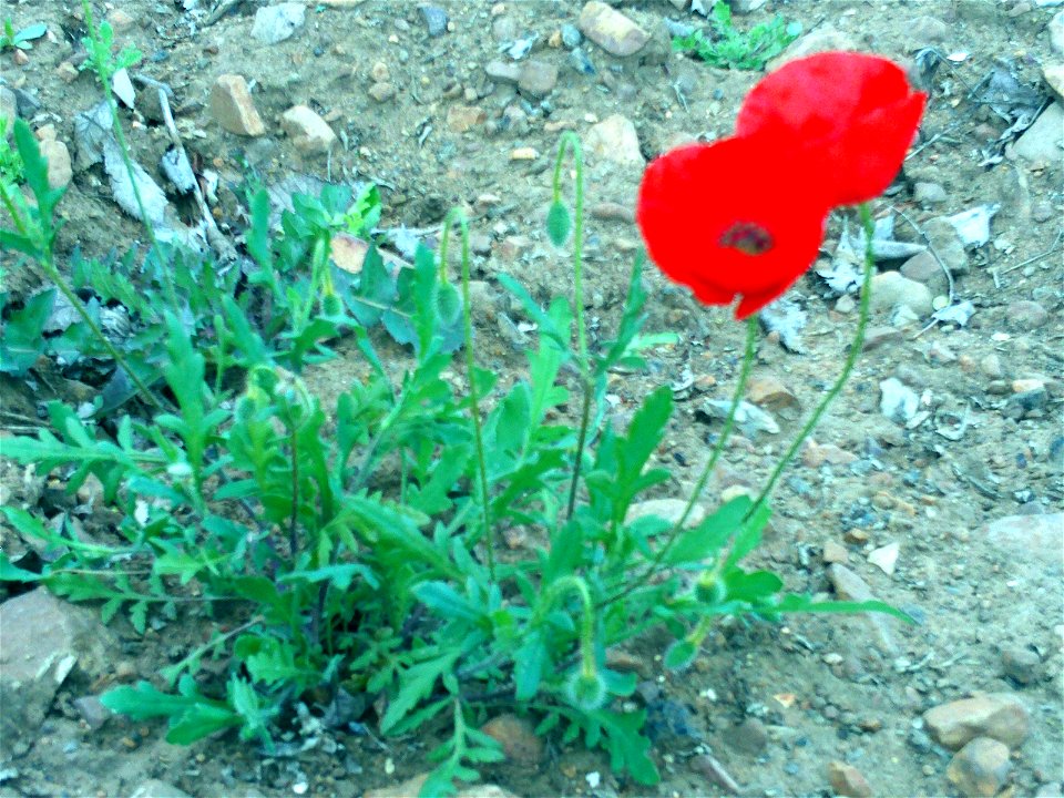 Papaver rhoeas Closeup Dehesa Boyal de Puertollano
