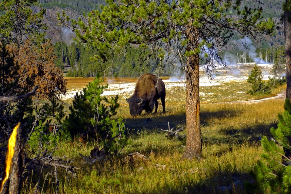 Forest trees animal