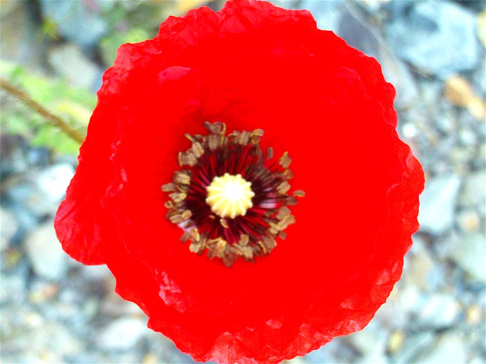 Papaver rhoeas flower close up, Dehesa Boyal de Puertollano, Spain