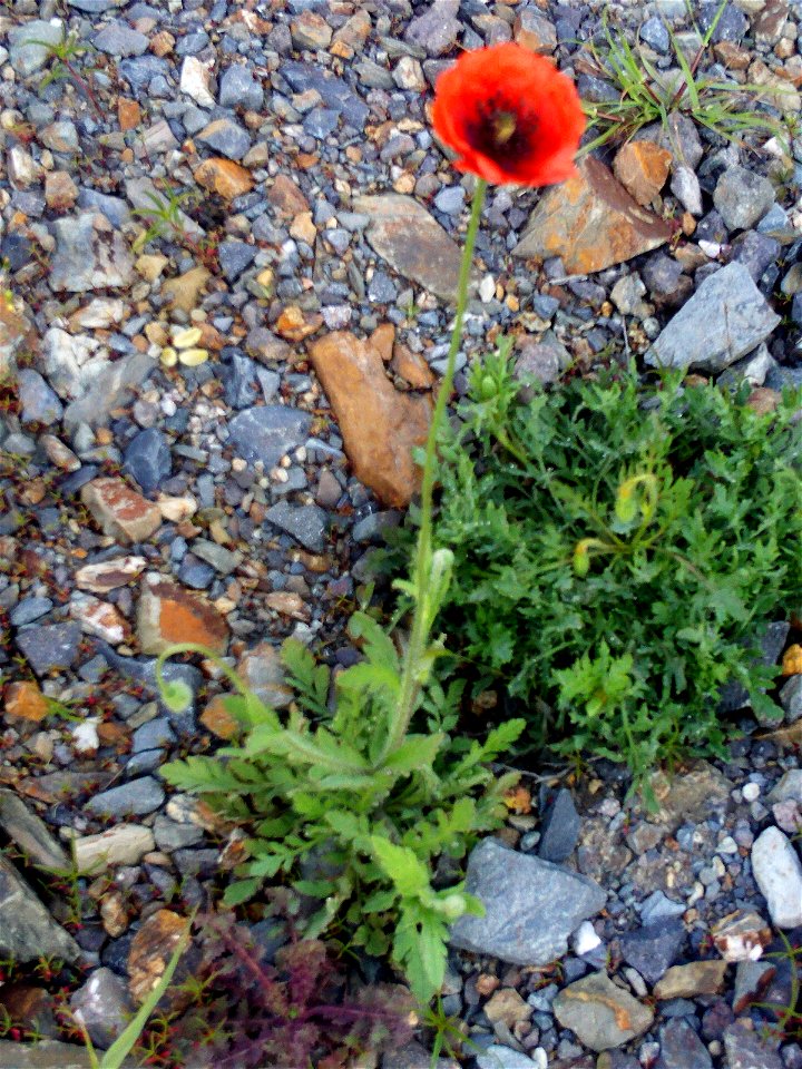 Papaver rhoeas habit, Dehesa Boyal de Puertollano, Spain
