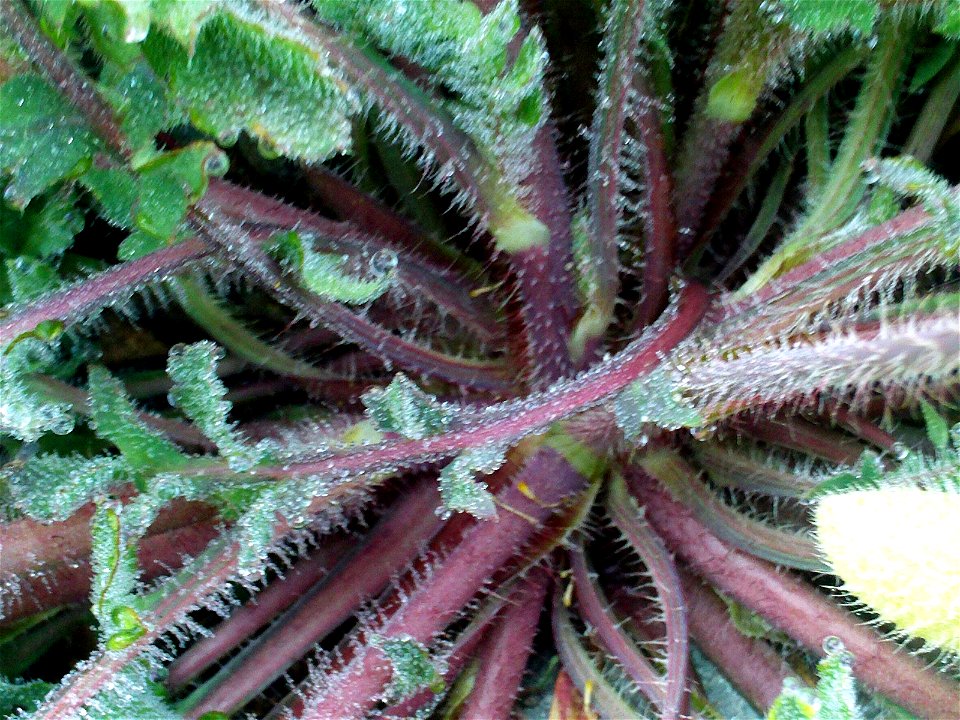 Papaver rhoeas stems and leaves, Dehesa Boyal de Puertollano, Spain