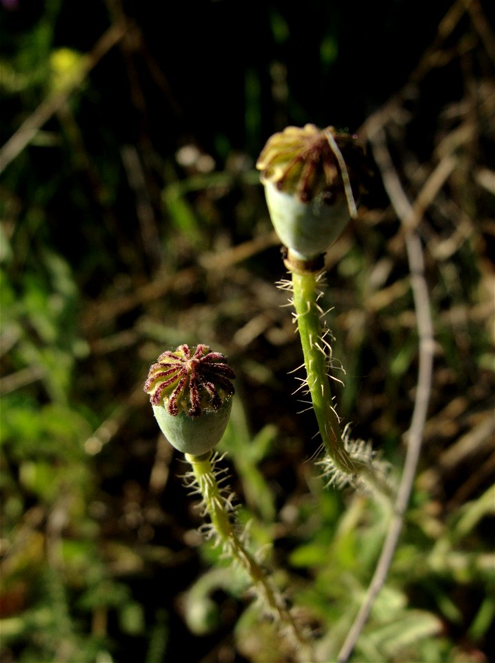 Papaver rhoeas (Papaveraceae). Cápsula. Rivas Vaciamadrid, Madrid, España.