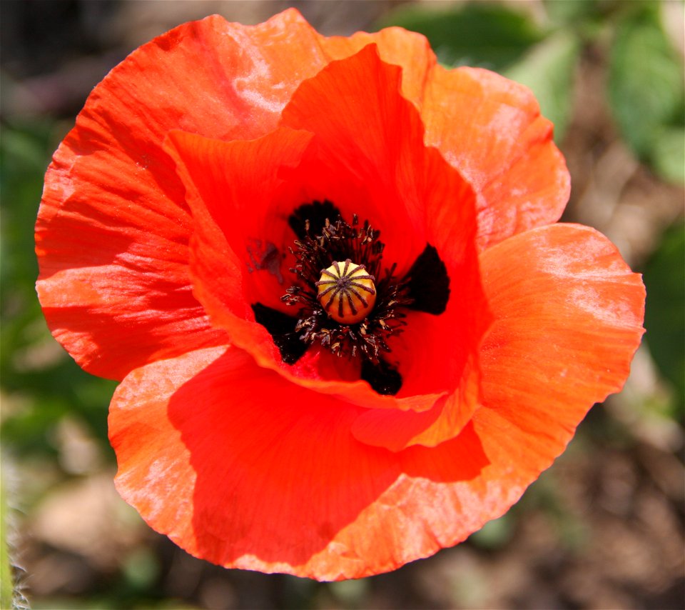Flower Papaver rhoeas