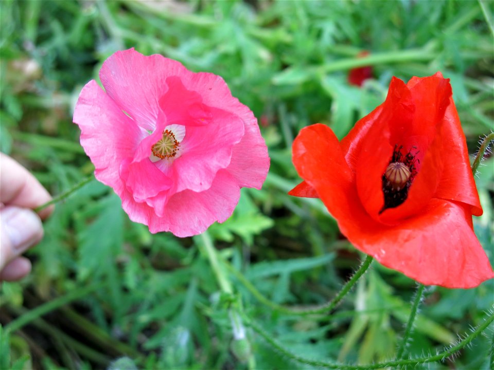 Rare pink poppy near a regular red poppy. Banks of Marne river near Gournay (Seine-et-Marne, France).