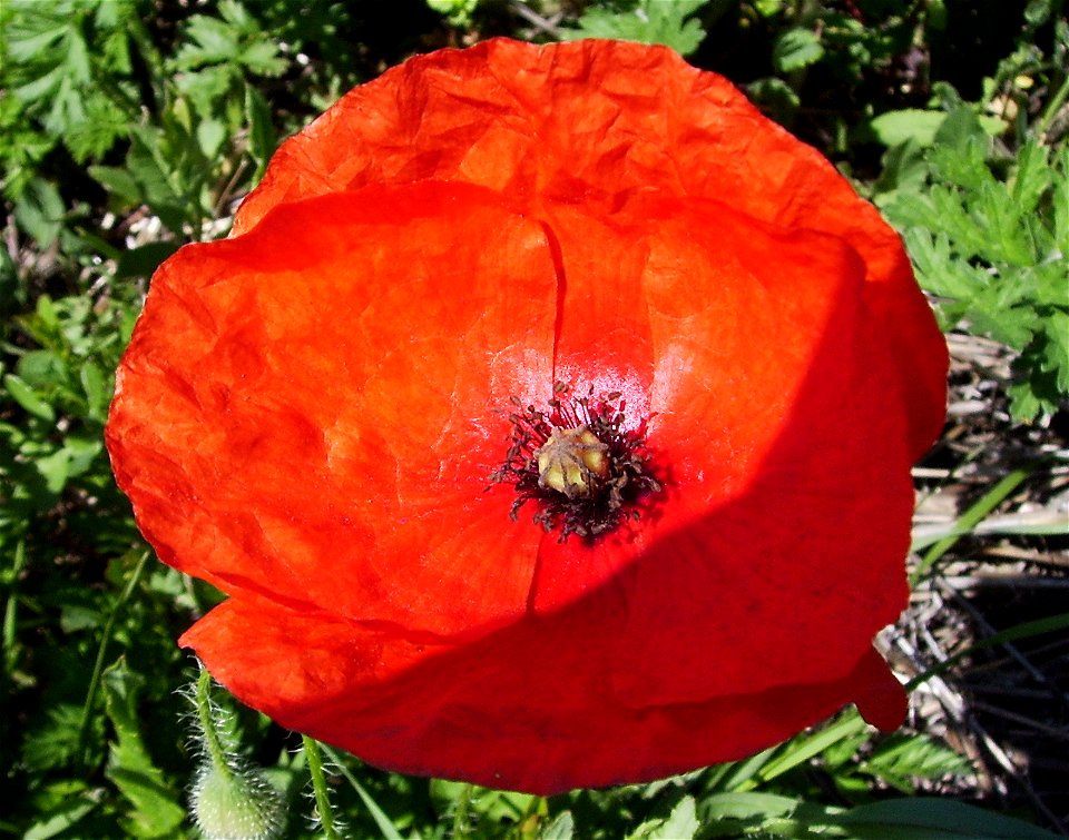 Papaver rhoeas flower, Castelltallat, Catalonia