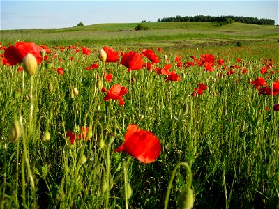 Poppies (Papaver rhoeas) in a Polish field. photo
