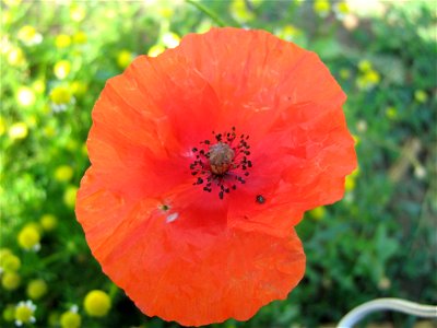 Poppy flower with seeds visible photo
