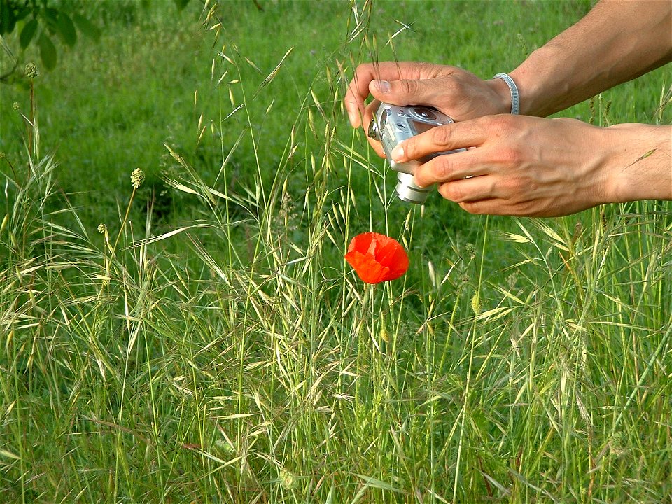 A photograph of a man, photographing a poppy (Papaver rhoeas).