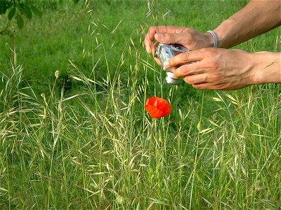 A photograph of a man, photographing a poppy (Papaver rhoeas). photo