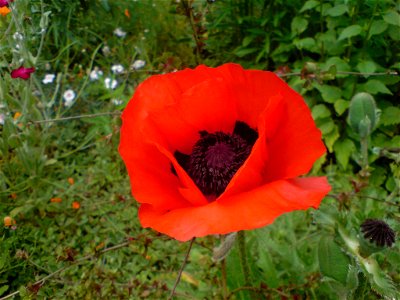 Red poppy photo