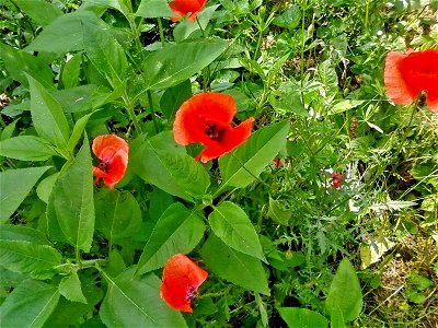 Image title: Red poppy flower in grass Image from Public domain images website, http://www.public-domain-image.com/full-image/flora-plants-public-domain-images-pictures/flowers-public-domain-images-pi photo