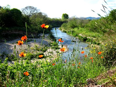 Poppies on the banks of the river Girona, between El Verger and Beniarbeig, county Marina Alta, Valencian Country, Spain. Roselles a la riba del riu Girona, entre El Verger i Beniarbeig, Marina Alta photo
