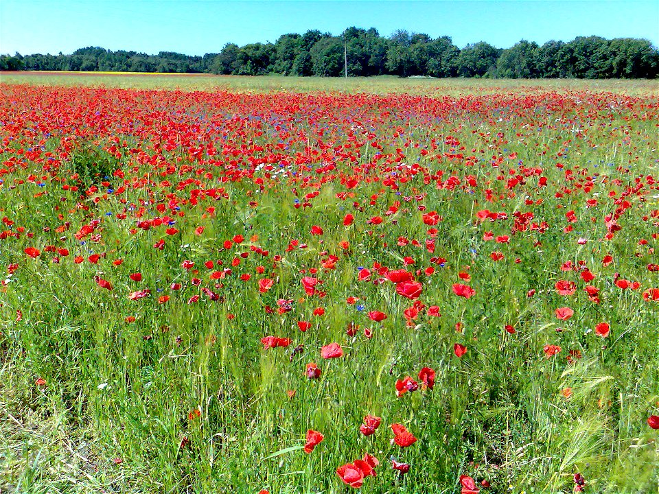 Grain field with flowering poppies (wildflowers/weeds) in Estonia
