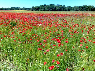 Grain field with flowering poppies (wildflowers/weeds) in Estonia photo