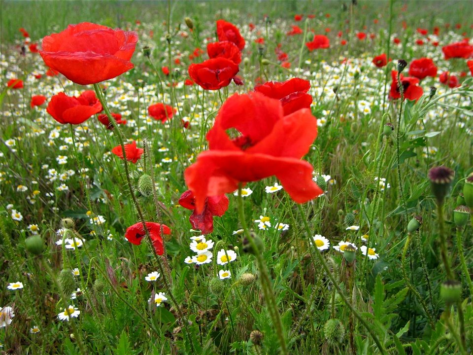 Poppies in Vama Veche, Romania
Wild poppies on Black Sea coast near Vama Veche. May 28th, 2005.