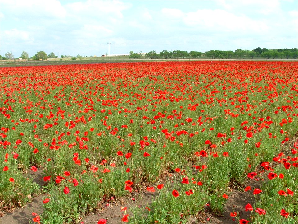Poppy field (Papaver rhoeas), Wildseed Farms, near Fredericksburg, Texas, USA