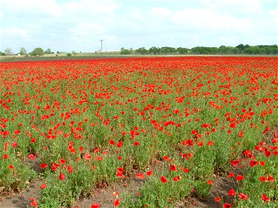Poppy field (Papaver rhoeas), Wildseed Farms, near Fredericksburg, Texas, USA photo
