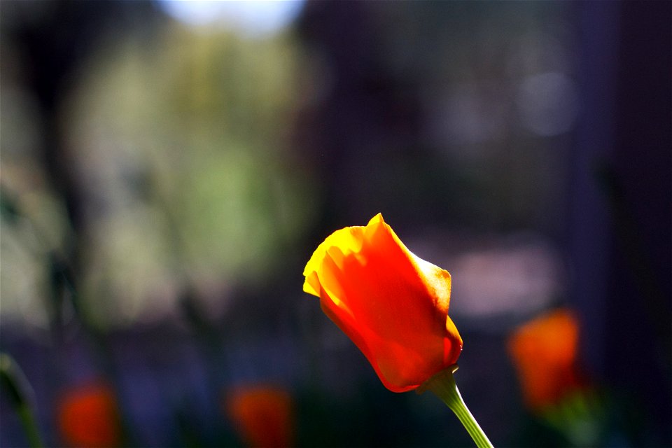 The poppies keep atop the charts….