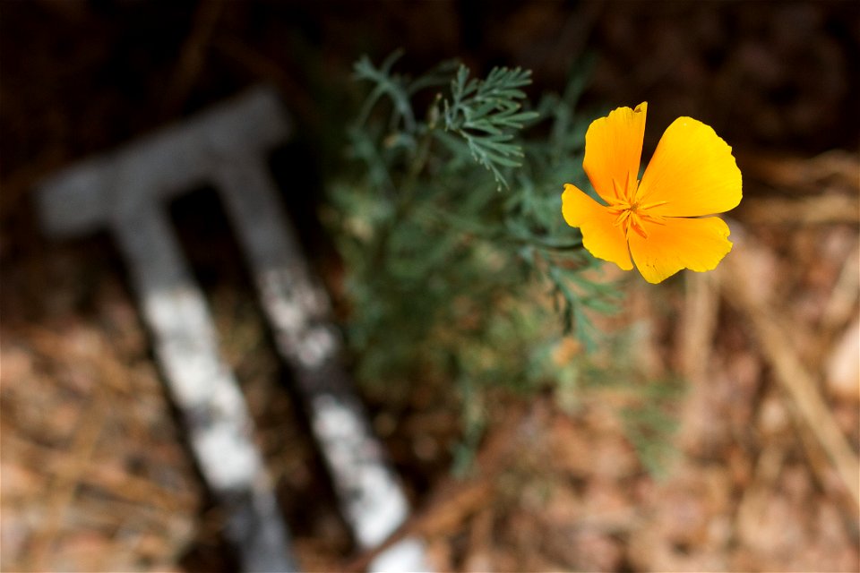 With some recent rain the poppies are starting a resurgence