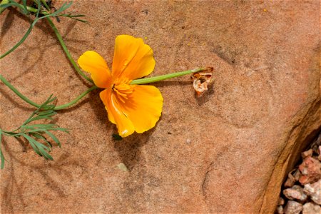 Fallen poppy and one drop of .... photo