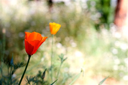 The backdrop makes this look like a dream sequence. What do orange poppies dream of?