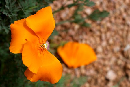 A metaphor in a poppy flower