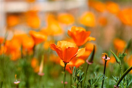 Poppies out to the edge of the universe