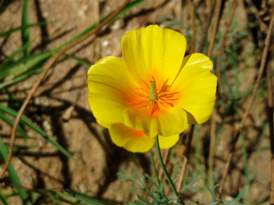 Verwilderter Kalifornischer Mohn (Eschscholzia californica) bei Reilingen
