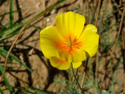 Verwilderter Kalifornischer Mohn (Eschscholzia californica) bei Reilingen