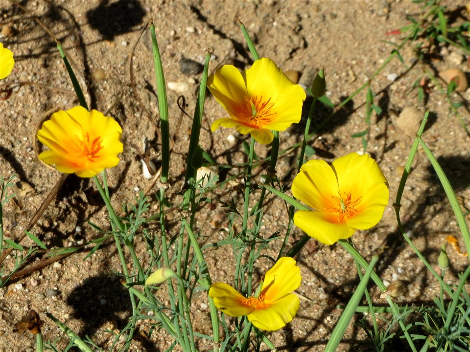 Verwilderter Kalifornischer Mohn (Eschscholzia californica) bei Reilingen