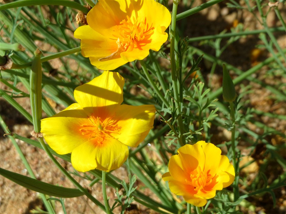 Verwilderter Kalifornischer Mohn (Eschscholzia californica) bei Reilingen